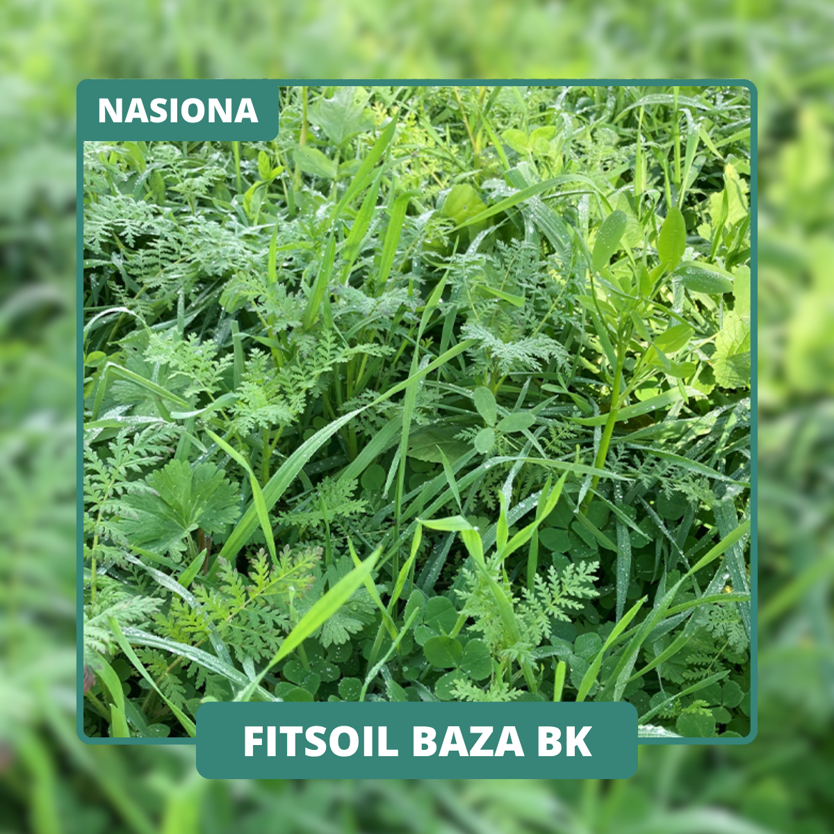 Mieszanka z wykluczeniem krzyżowych ogranicza patogeny. Wyka i koniczyna aleksandryjska dostarczają azotu.