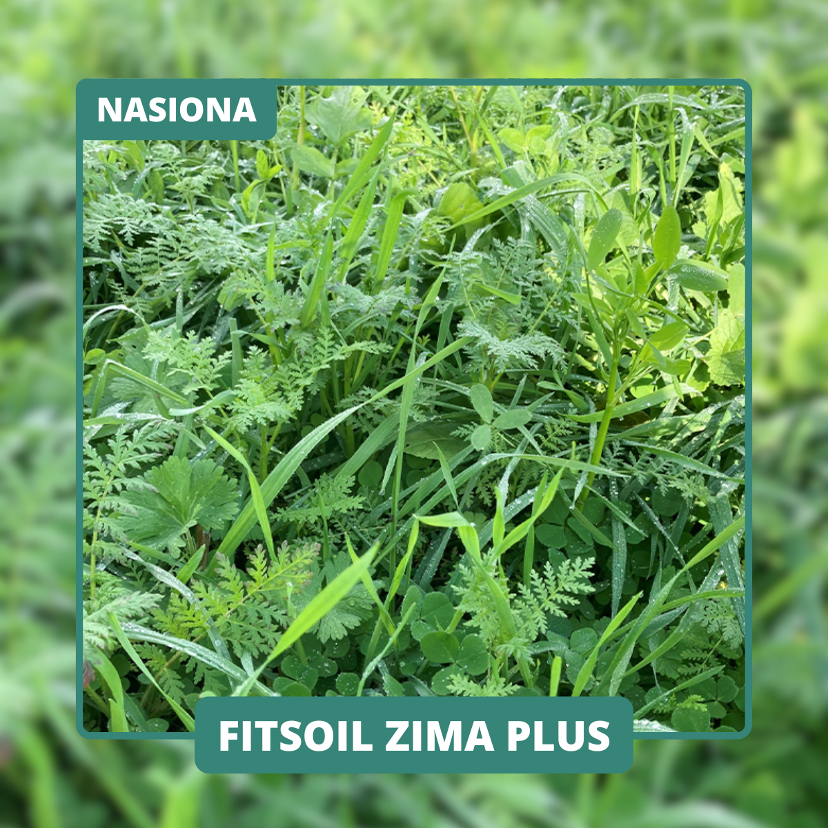 Koniczyna inkarnatka i wyka zimują i kontynuują wzrost na wiosnę. Więcej azotu dla kolejnych upraw.