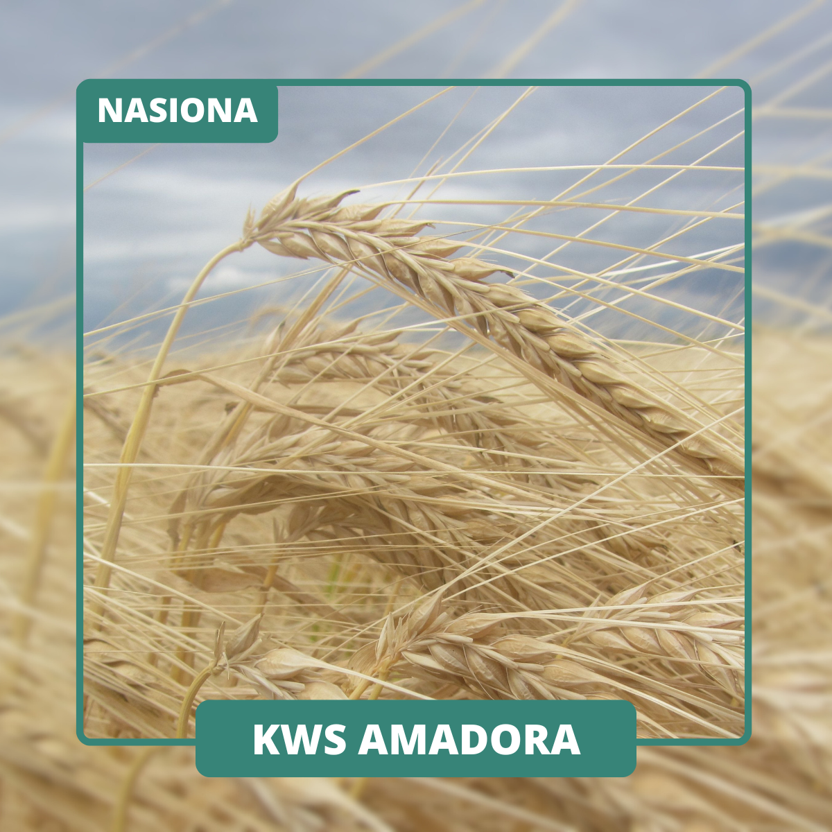 KWS AMADORA