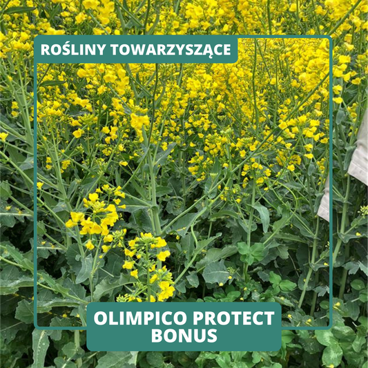 OLIMPICO PROTECT BONUS