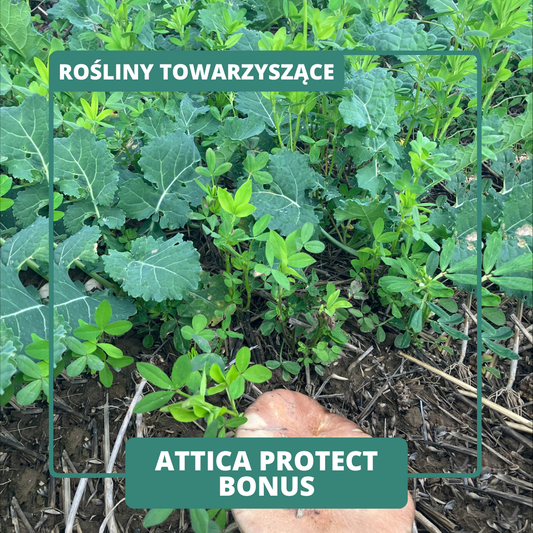 ATTICA PROTECT BONUS