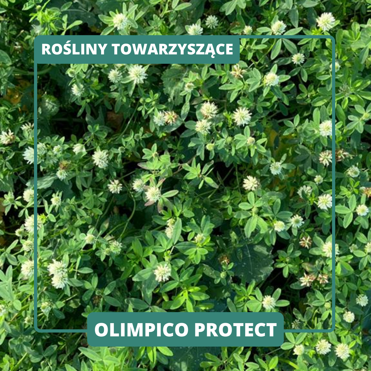 OLIMPICO PROTECT