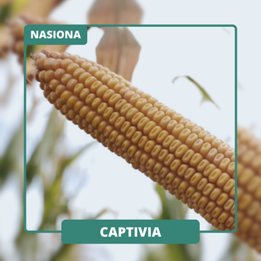 Bardzo mocny wigor początkowy i wysoka odporność na zimno. Plastyczna co do stanowiska i warunków pracy.