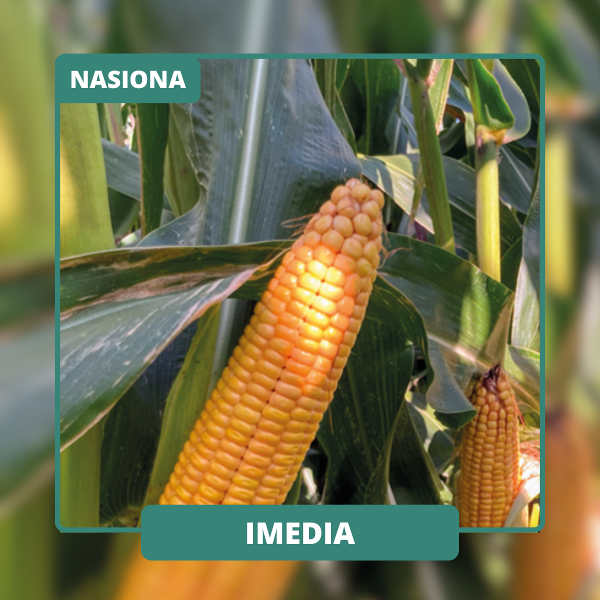 Rośliny wysokie zapewiające duży plon świeżej masy. Dobry efekt STAY-GREEN.