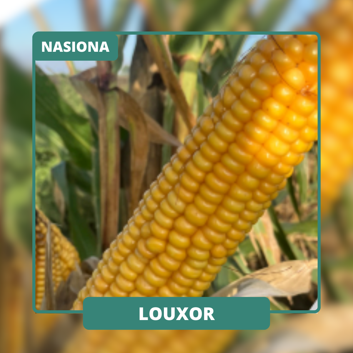 Wysoka, silnie ulistniona odmiana na kiszonkę. Uniwersalna pod względem stanowiska, również na słabsze gleby.