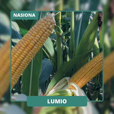 Wczesna odmiana na kiszonkę jak i na ziarno. Elastyczna w terminie siewu z mocnym wigorem początkowym.