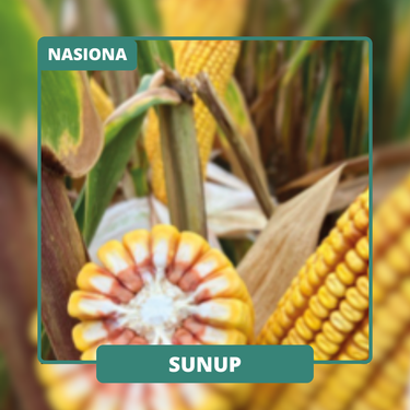 Bardzo wysoki potencjał plonowania. Podwyższona tolerancja na stres suszy i wysokich temperatur.