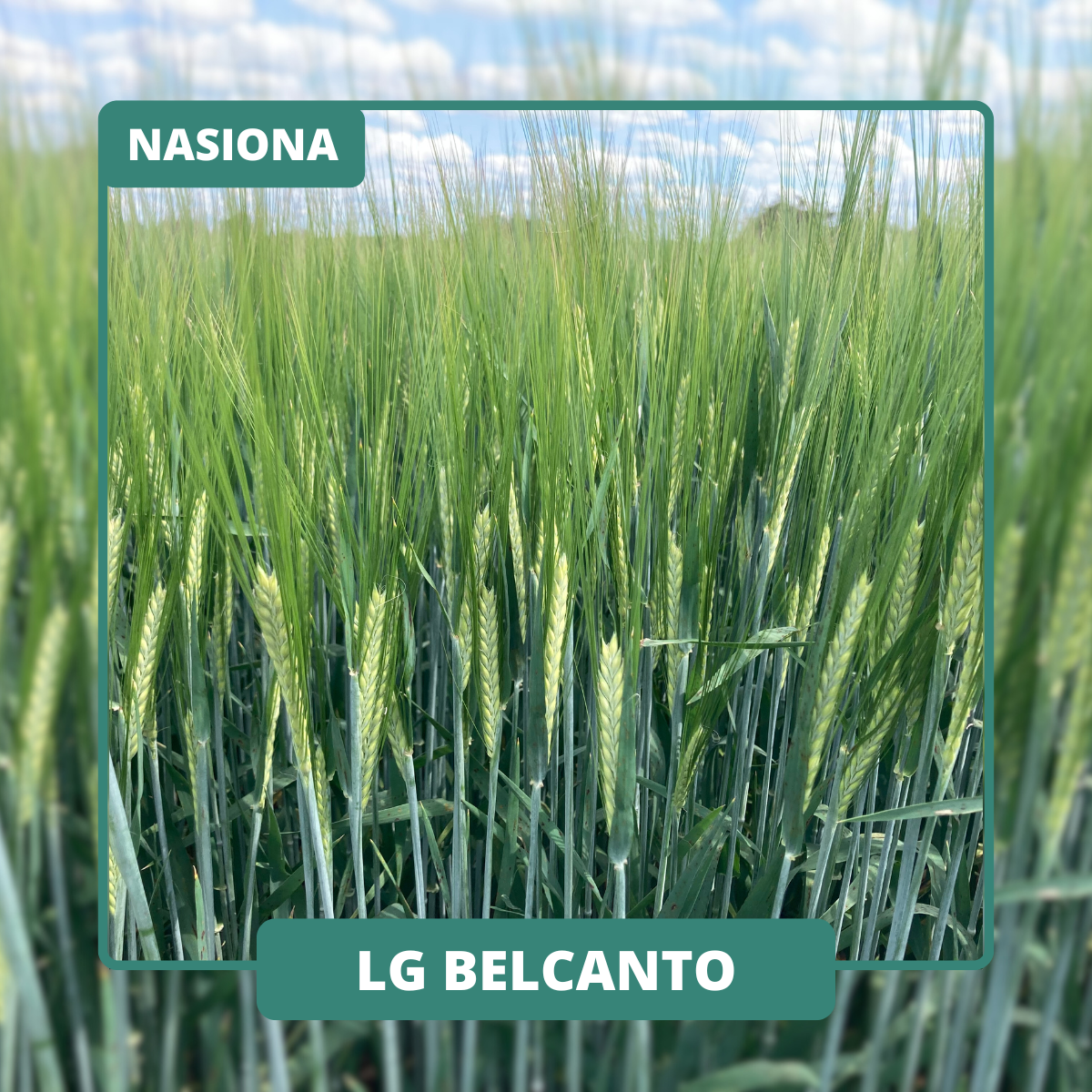 LG BELCANTO
