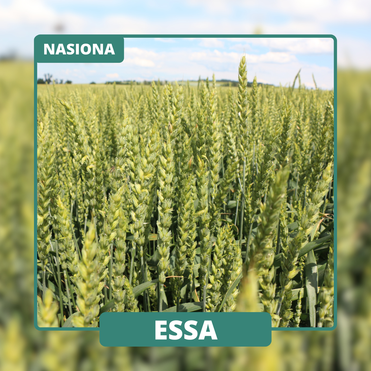 ESSA to odmiana średnio-wczesna o silnym krzewieniu i genetycznej odporności na rdzę brunatną. Sprawdzona w suchych rejonach.