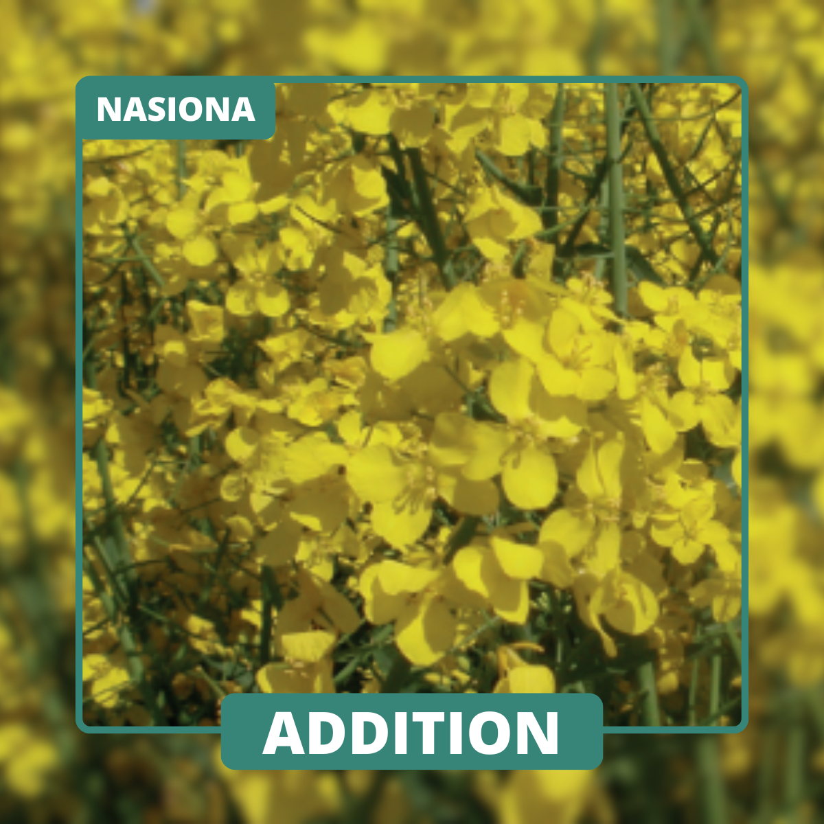 ADDITION to sprawdzona odmiana mieszańcowa o silnym wigorze i regularnym plonowaniu. Idealna do siewu bezpośredniego.