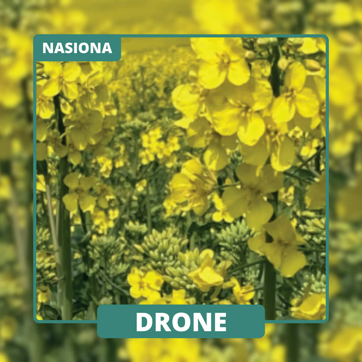 DRONE to odmiana zapewniająca regularne plony i dobrą tolerancję na stres środowiskowy.