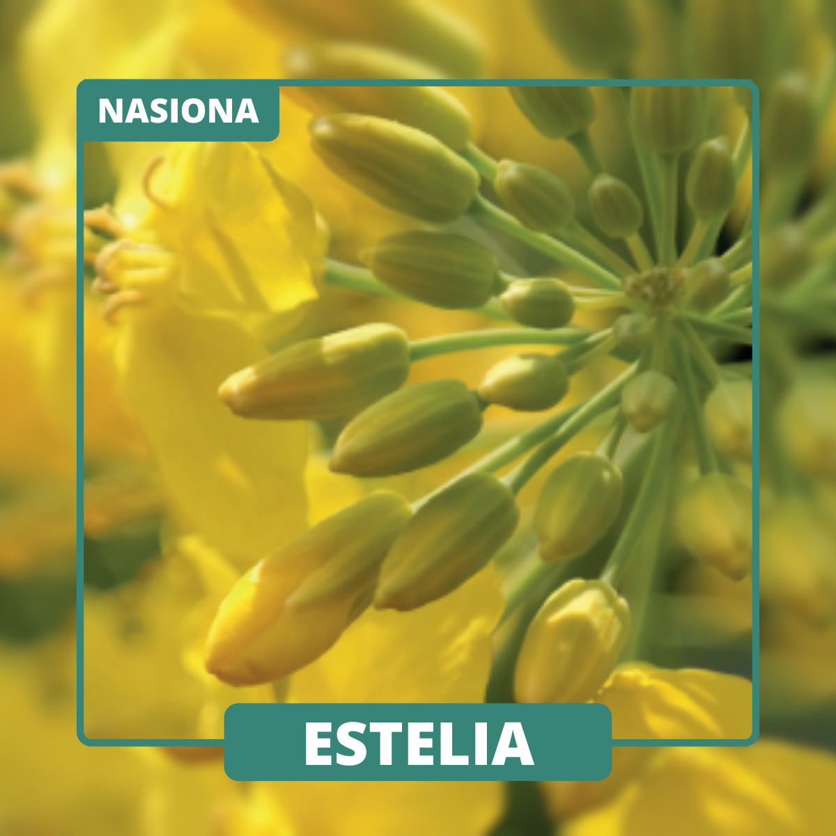 ESTELIA zapewnia dynamiczny rozwój i stabilne wyniki w różnych warunkach uprawowych.