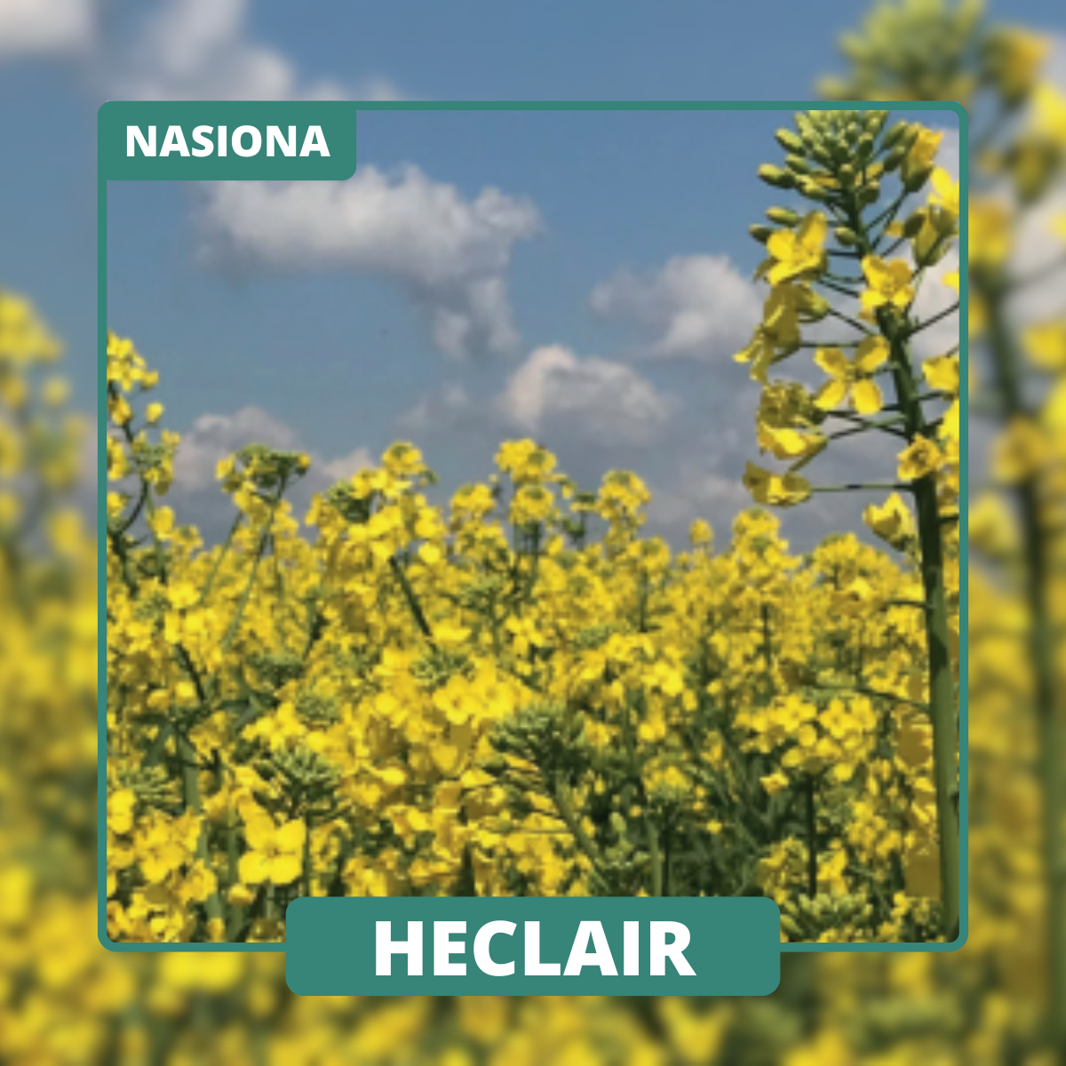 HECLAIR szybko się rozwija i dobrze pokrywa pole przed zimą dzięki silnemu wigorowi jesiennemu.