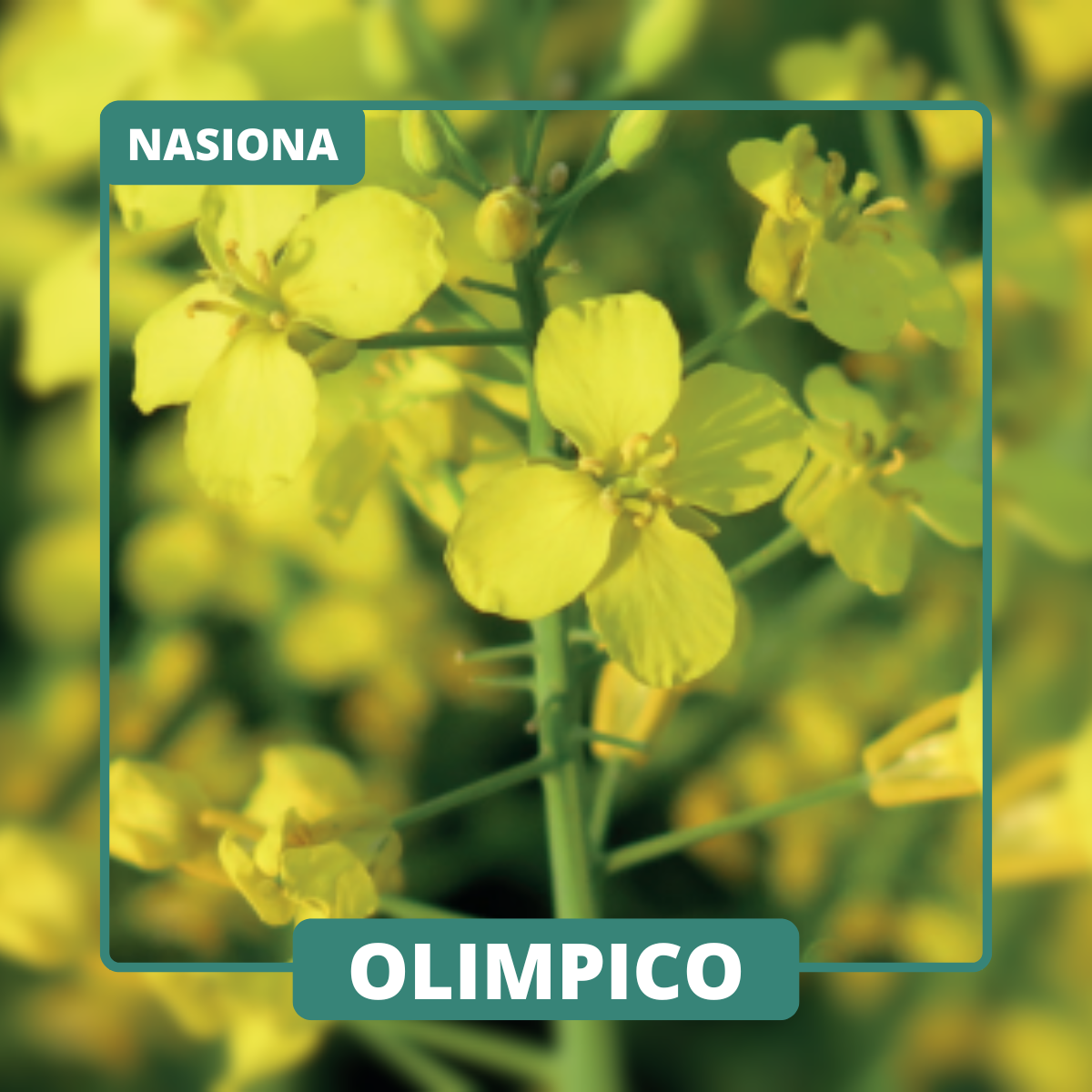OLIMPICO dobrze się adaptuje do różnych warunków glebowych, cechuje się wysokim wigorem oraz stabilnym potencjałem plonowania. Znakomity do wsiewek.