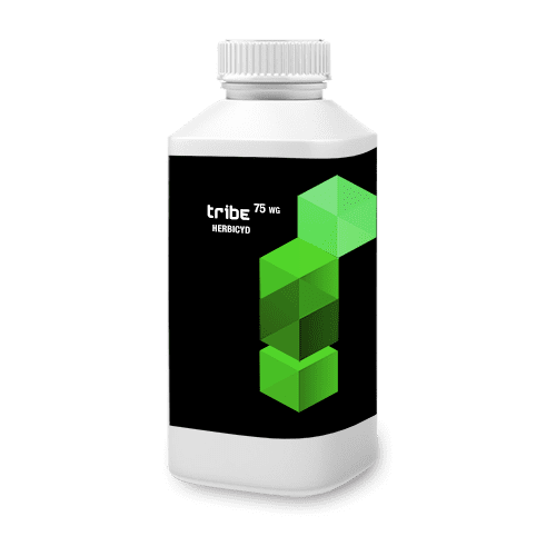 Hamuje rozwój chwastów dwuliściennych. Skuteczny nawet przy niskich temperaturach. Szybko przemieszczany w roślinie.