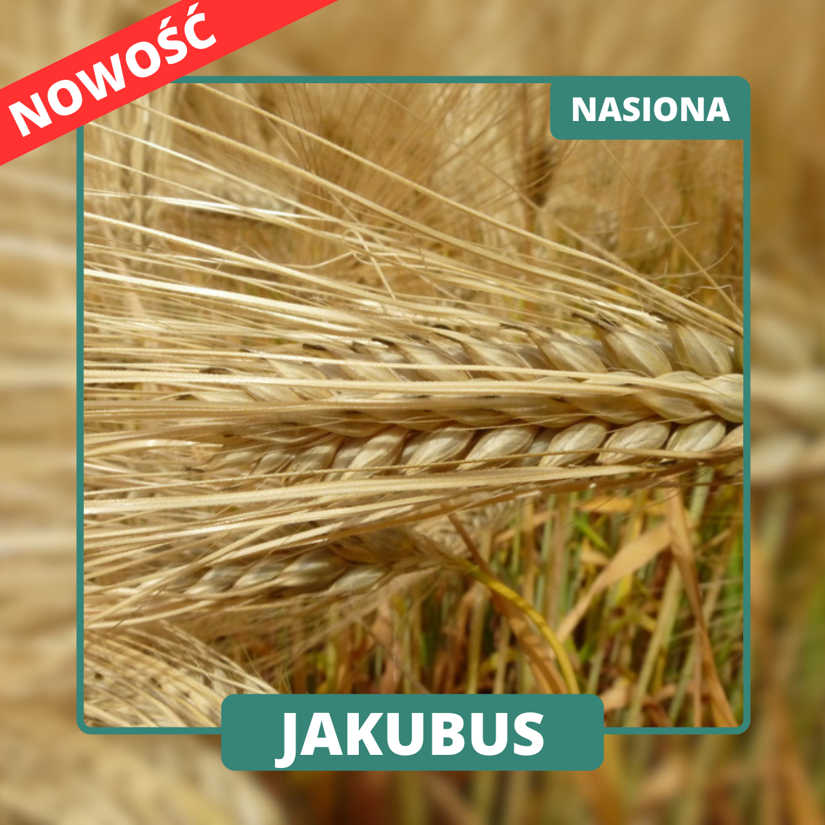 JAKUBUS