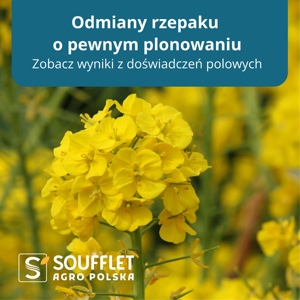 Rzepak ozimy na polach w Głubczycach – wyniki sezonu 2025/2026