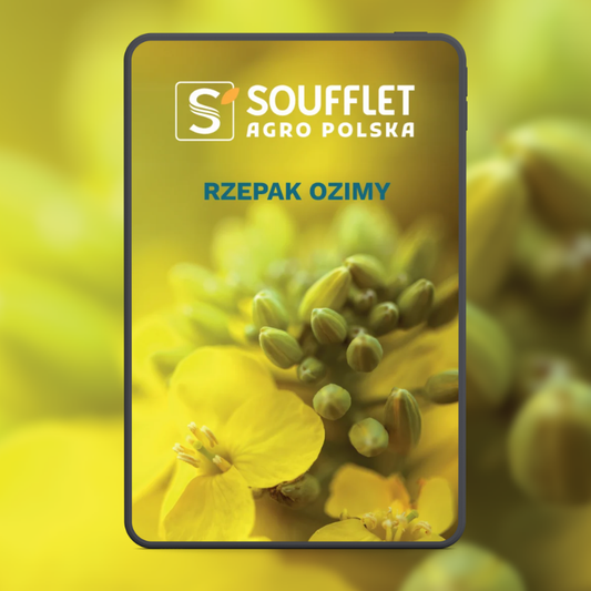 Rzepak ozimy 2026