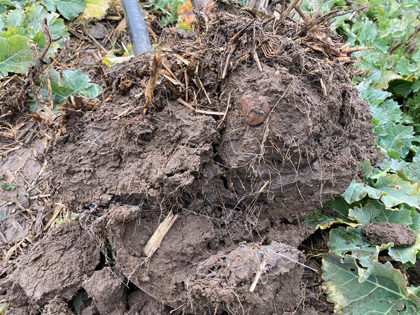 Jak osiągnąć sukces w międzyplonach?