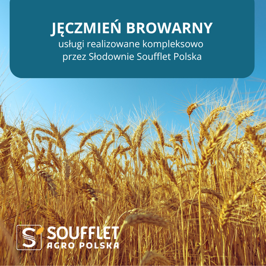 Jęczmień browarny - przejście usług do Słodowni Soufflet Polska