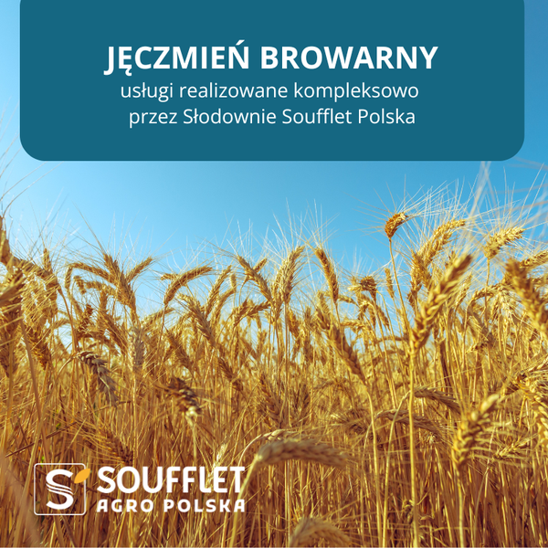 Jęczmień browarny - przejście usług do Słodowni Soufflet Polska