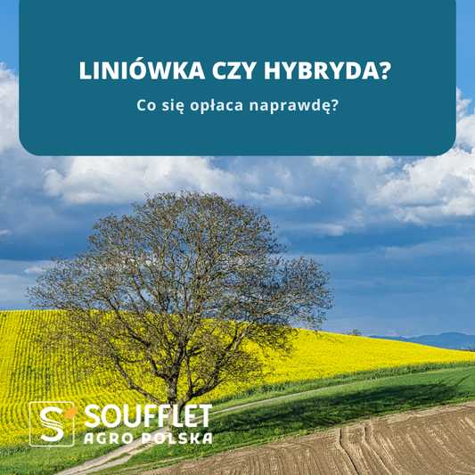 Liniówka czy hybryda? Co się opłaca naprawdę?
