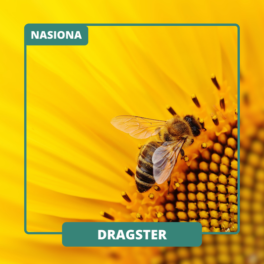 DRAGSTER