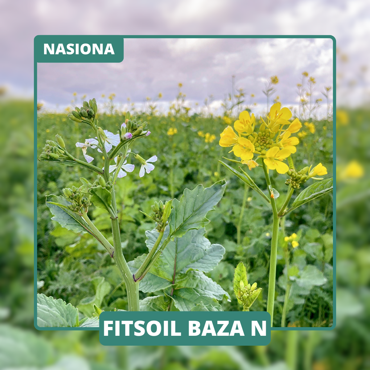 Mieszanka z wyką jarą wiążącą azot. Pozostałe rośliny przechowują składniki i poprawiają strukturę gleby pod uprawy jare.
