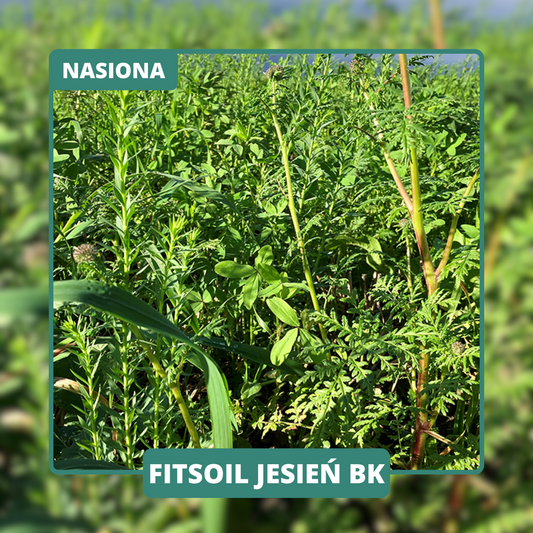 Bez roślin krzyżowych, z przewagą motylkowych – więcej azotu dla rośliny następczej. Gatunki łatwe do likwidacji.
