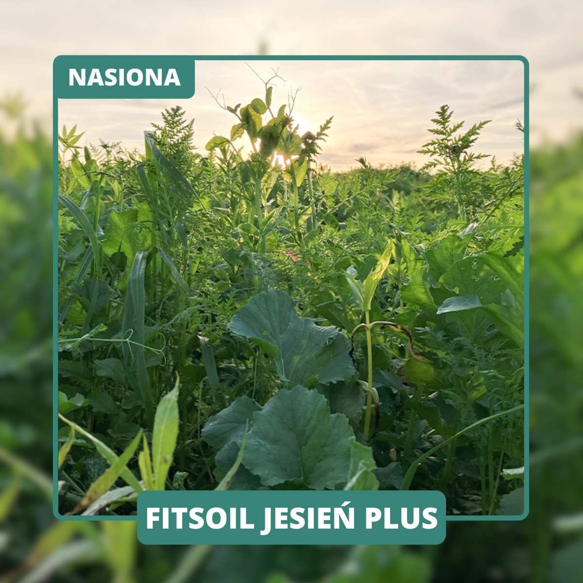 10 gatunków z 6 rodzin. Rośliny bobowate i elastyczny termin siewu. Idealna mieszanka pod kukurydzę i buraki.
