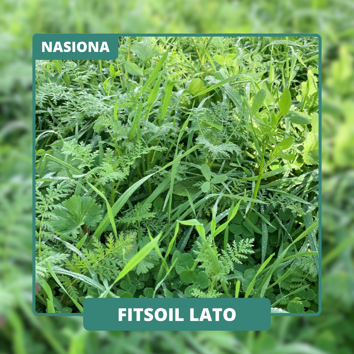 7 gatunków z różnych rodzin produkuje biomasę i poprawia strukturę gleby. Zachowuje składniki dla roślin następczych.
