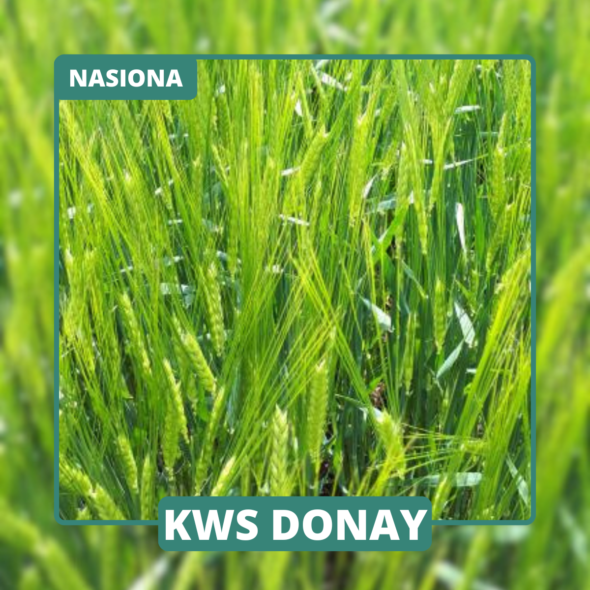 KWS DONAU to odmiana o dorodnym ziarnie, wysokiej zimotrwałości i zdrowotności. Ułatwia prowadzenie łanu.
