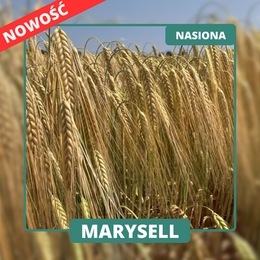 MARYSELL to browarny jęczmień ozimy o silnym krzewieniu, wysokim MTZ i wyrównaniu. Polecany do uprawy w całej Polsce.