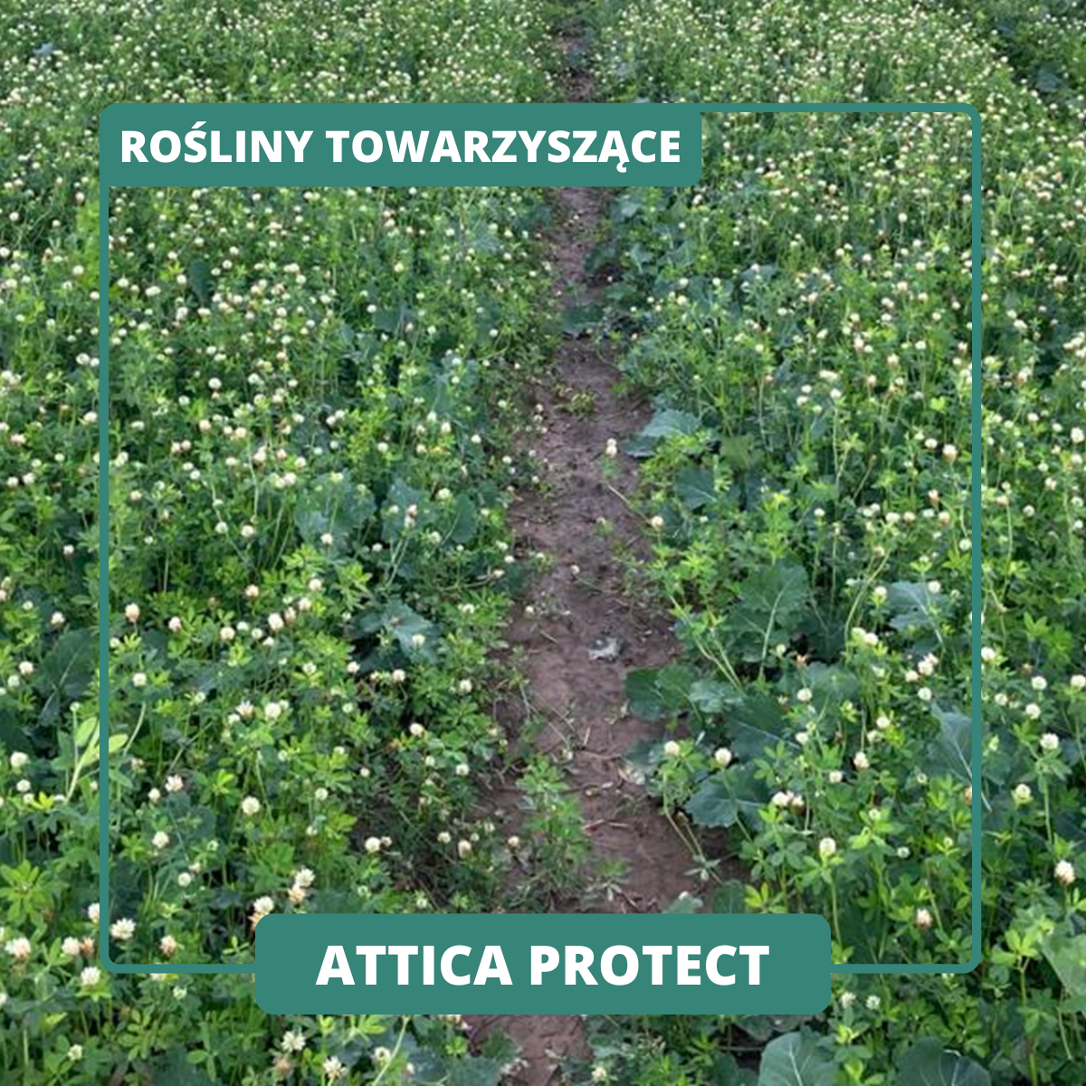 ATTICA PROTECT