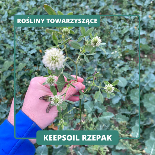 KEEPSOIL RZEPAK