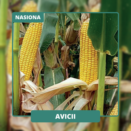 Bezpieczeństwo wysokich plonów kiszonki, biogazu i ziarna. Wysoka strawność włokna DINAG 56,4.
