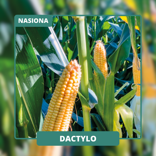 Wysoka zdrowotność oraz ziarno w typie flint pozwala na wykorzystanie w przemyśle młynarskim.
