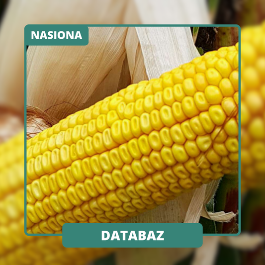 Rewelacyjne oddawanie wody w końcowym etapie wegetacji i niskie koszty suszenia. Najwyższy potencjał plonowania.
