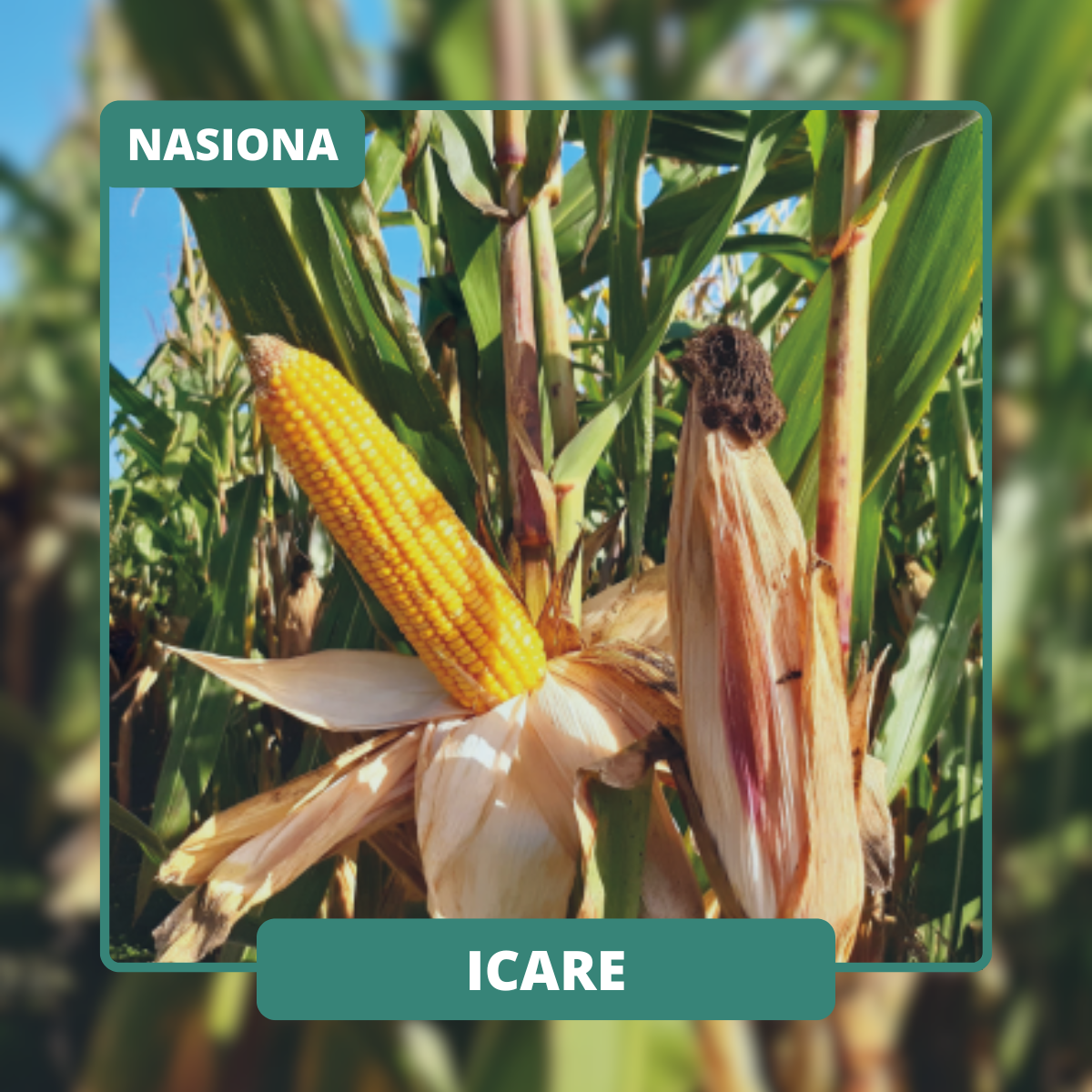 Rośliny średnio wysokie o dużej odporności na wyleganie nawet w przypadku późnego zbioru. Doskonała zdrowotność zapewnia zbiory wolne od mykotoksyn.
