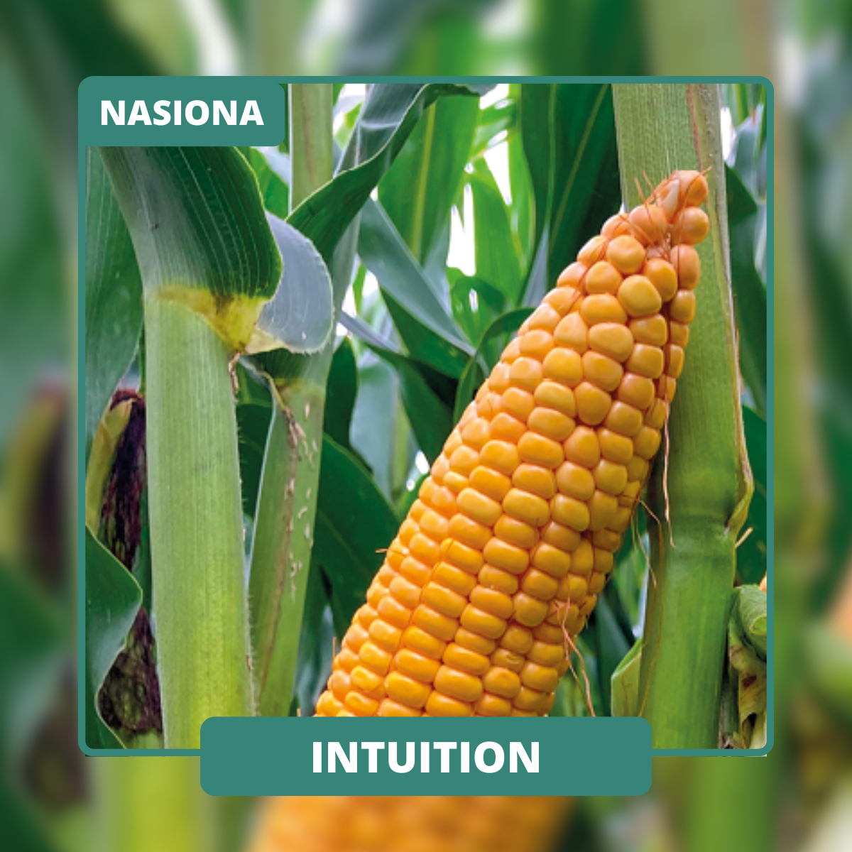 Znakomite parametry energetyczne kiszonki. Mocny wigor początkowy i tolerancja na chłody oraz wysokie plony.
