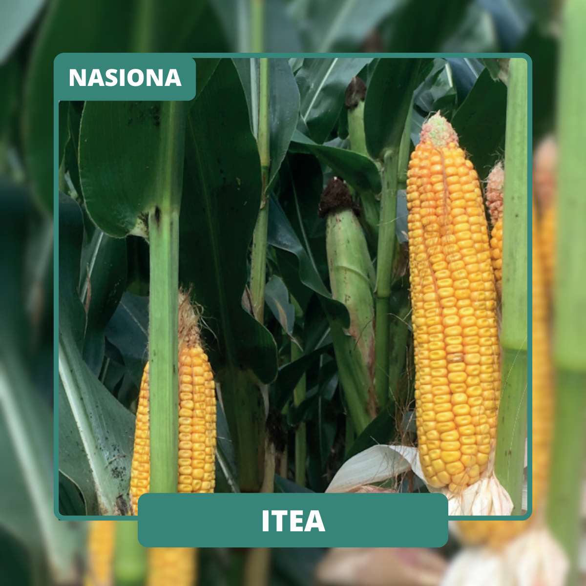 Ziarno typu dent o bardzo dobrym oddawaniu wody. Idealne do intensywnej uprawy i maksymalnych plonów.
