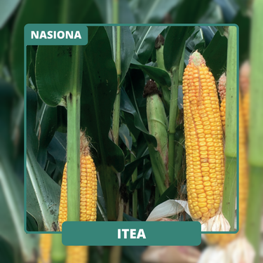 Ziarno typu dent o bardzo dobrym oddawaniu wody. Idealne do intensywnej uprawy i maksymalnych plonów.
