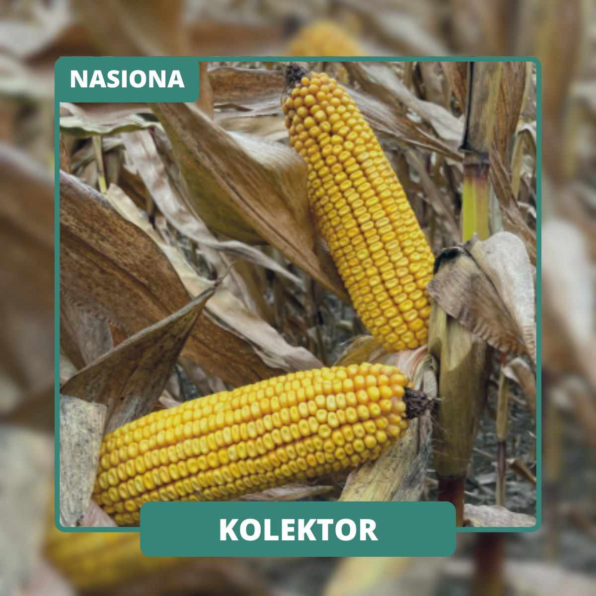 Wysoki potencjał plonowania i niskie koszty suszenia dzięki genetyce dent. Charakteryzuje się wysoką odpornością na okresowe niedobory wody.
