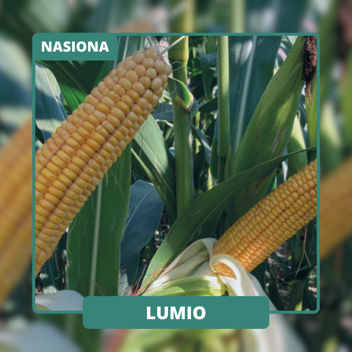 Wczesna odmiana na kiszonkę jak i na ziarno. Elastyczna w terminie siewu z mocnym wigorem początkowym.
