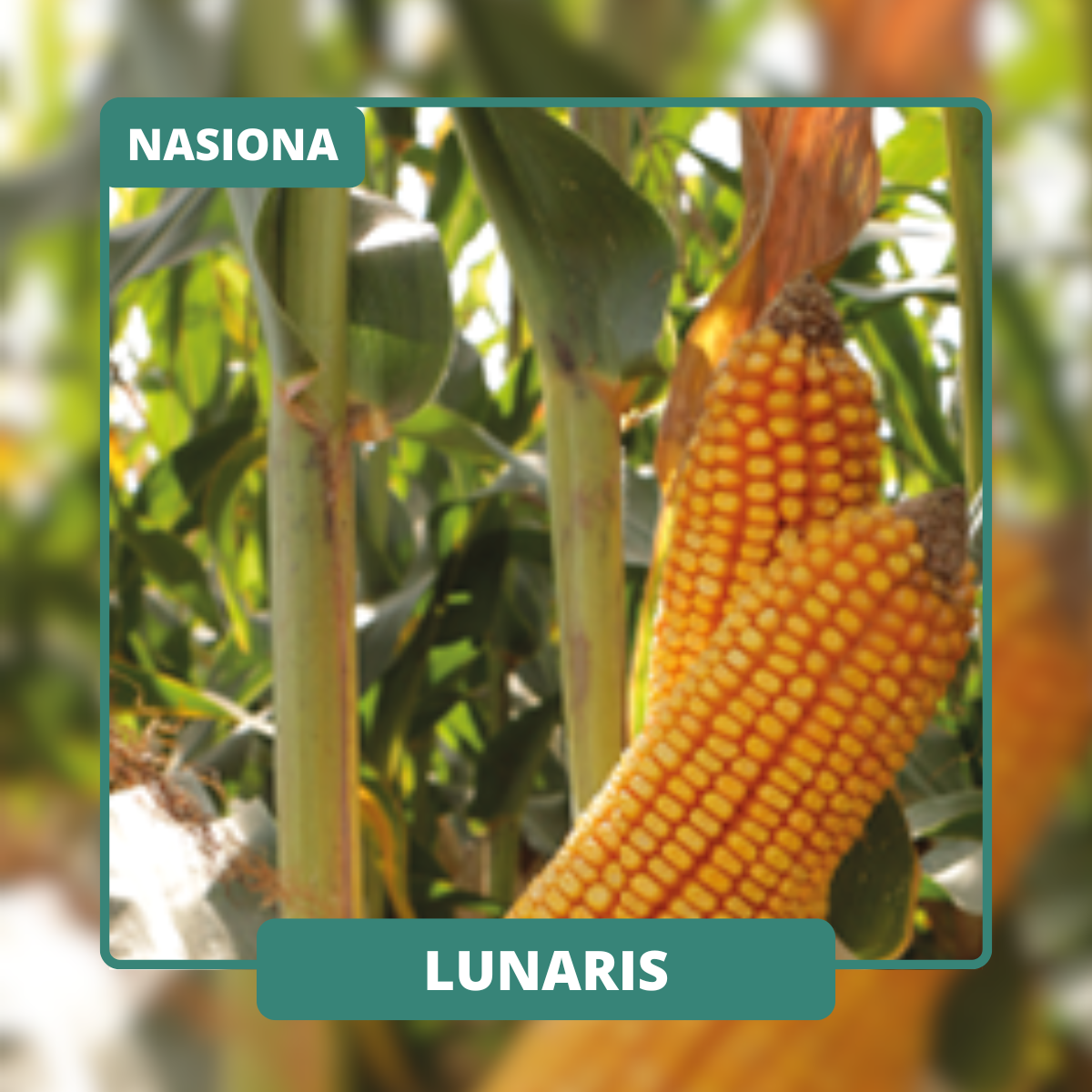 Wysoki pokrój roślin, wraz z wysokim ulistnieniem. Odmiana o wysokim poziomie skrobii i dobrej strawności.
