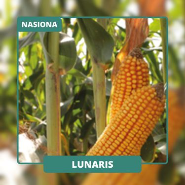 Wysoki pokrój roślin, wraz z wysokim ulistnieniem. Odmiana o wysokim poziomie skrobii i dobrej strawności.
