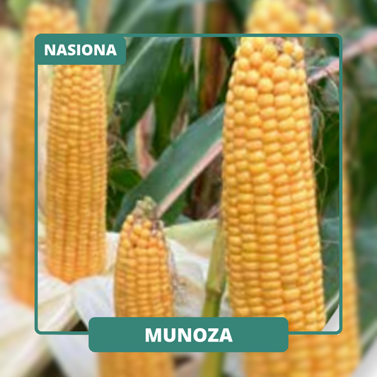 Średnio-wczesna odmiana kiszonkowa o bardzo dobrej strawności włókna.
