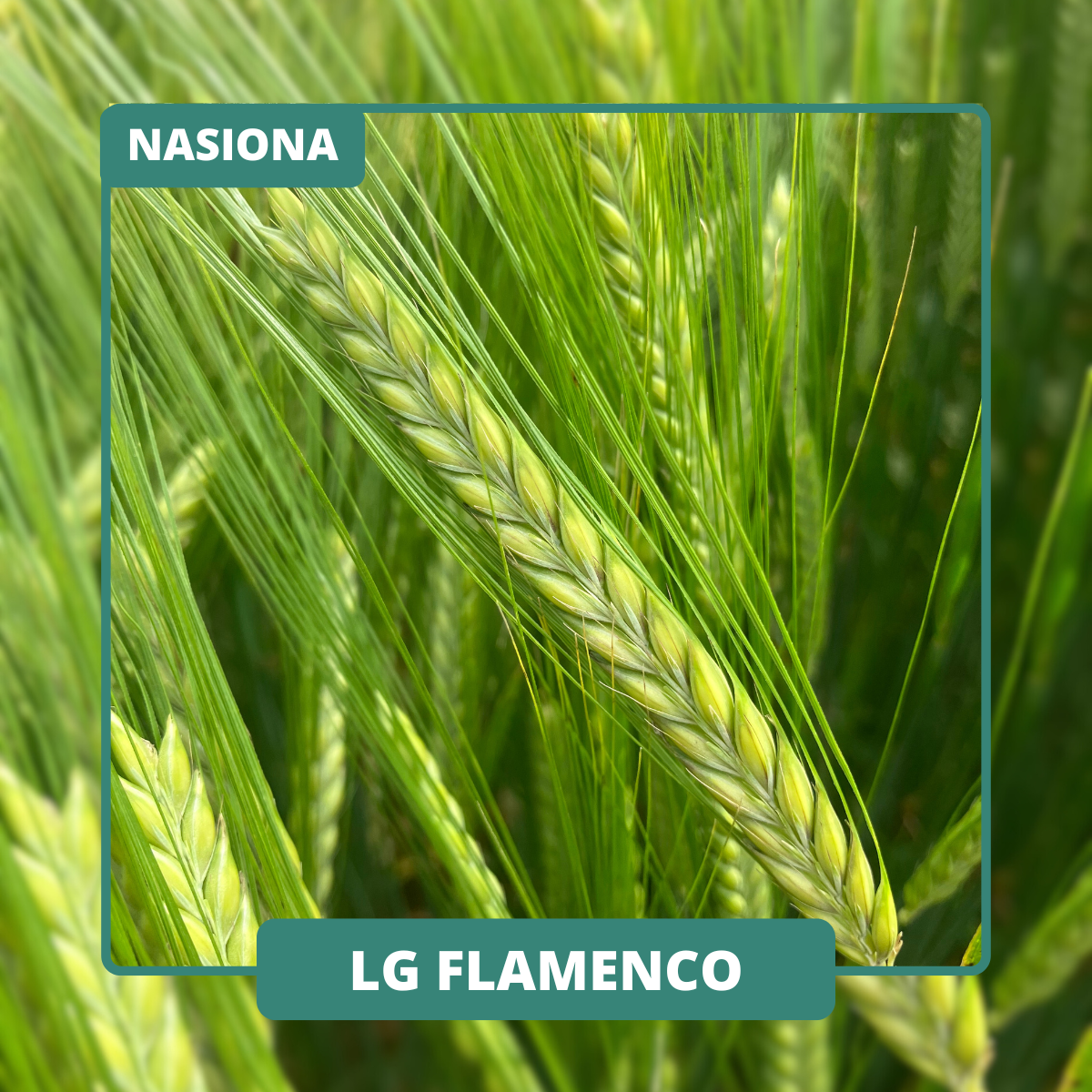 LG FLAMENCO