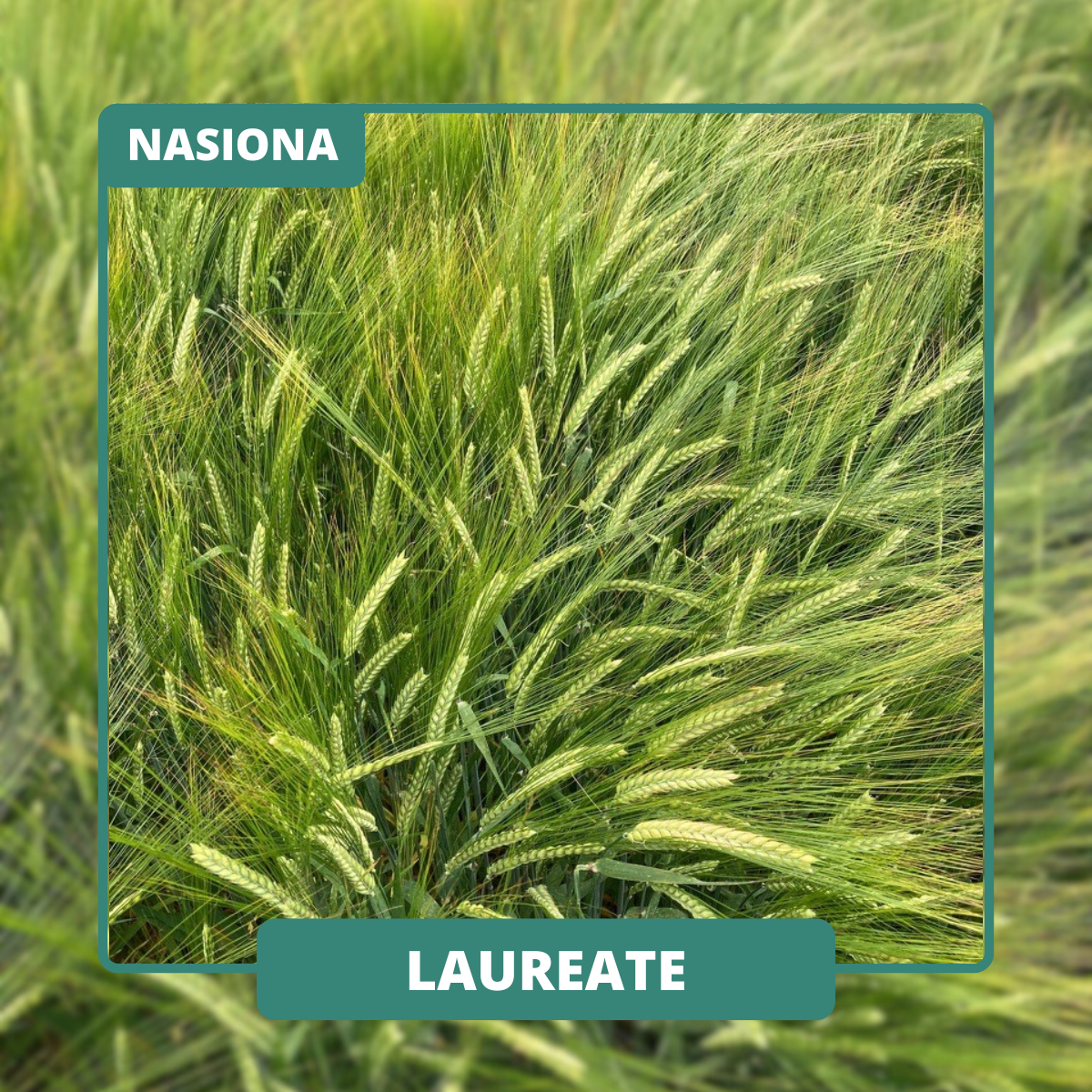 LAUREATE