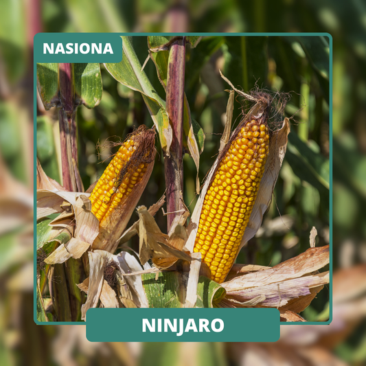 NINJARO